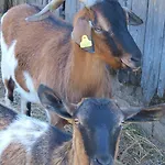 Becerca Vegan