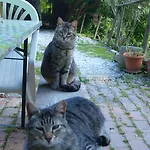 Becerca Vegan Farm stay Serra San Quirico