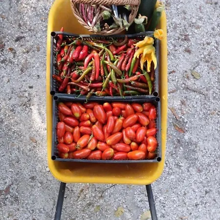 Becerca Vegan * Serra San Quirico