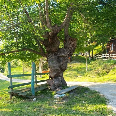 Becerca Vegan Alloggio per agriturismo Serra San Quirico
