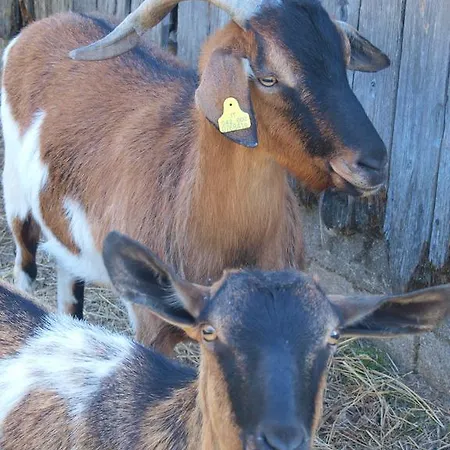Becerca Vegan
