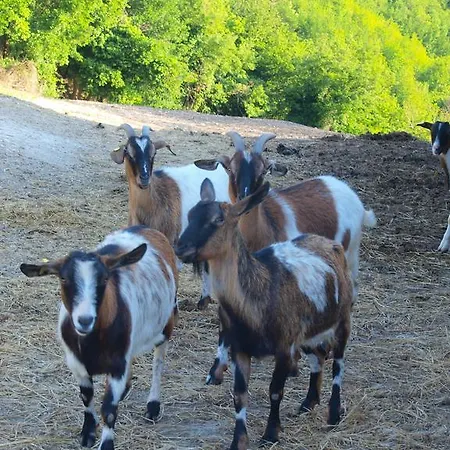 Alloggio per agriturismo Becerca Vegan Serra San Quirico