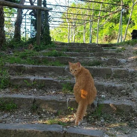 Alloggio per agriturismo Becerca Vegan *